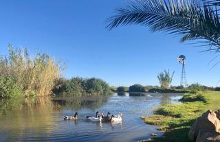 ducks on the dam 