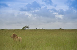 Dunia - Lion and Plane in the Serengeti