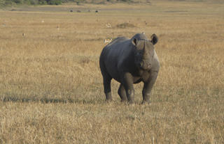 Dunia - Rhino