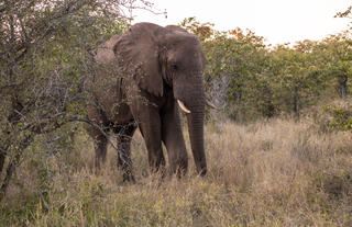 Elephants Nsala Wilderness Camp