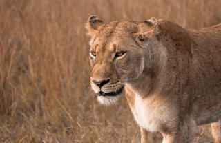Lioness Nsala Wilderness Camp