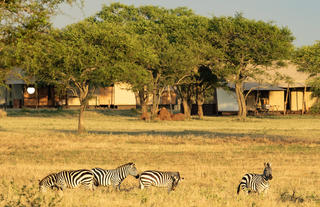 Sabora Tented Camp Zebra