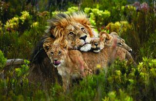 Male Lion with Cubs at Gondwana 