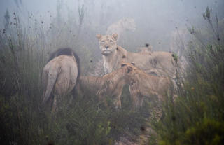 Lion Family in the mist 