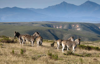 Zebra at Gondwana