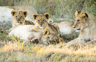 Lion Pride at Gondwana