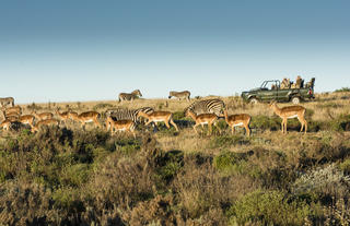 Antelope at Gondwana