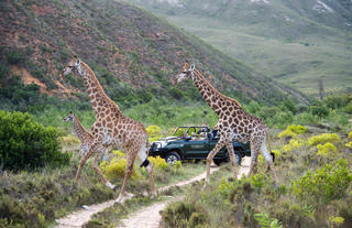 Giraffe being viewed on a Game Drive