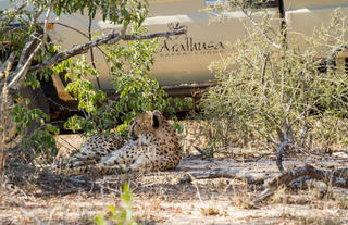 Wildlife at Arathusa