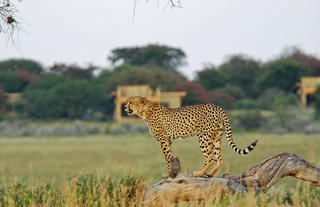 Wilderness Kalahari Plains Campp