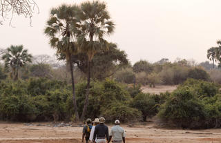 Walking Safari