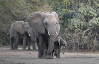 LZNP Elephants