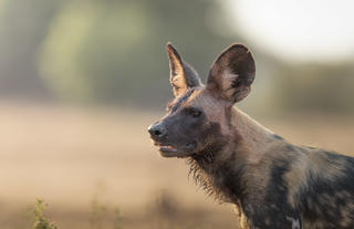 LZNP Wild Dog