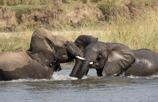 Sausage Tree Zambezi River Life