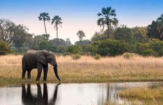 Sandibe Okavango Safari Lodge	