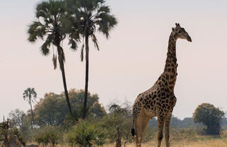 Sandibe Okavango Safari Lodge	