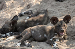 Sandibe Okavango Safari Lodge	