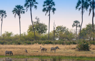 Sandibe Okavango Safari Lodge	