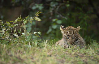 Young Fig  - A Leopard in the Conservancy