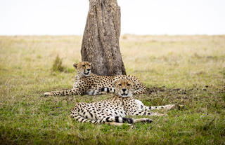 Sanctuary Olonana - cheetah