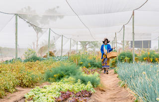 Thornybush Community Project