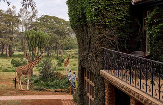 Giraffe Manor 