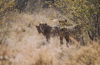 Game Drive