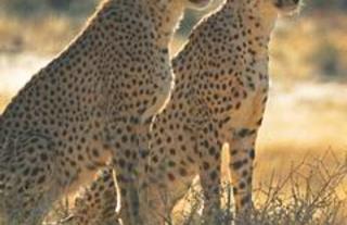 he Cheetah Conservation Fund (CCF) was founded in 1990.