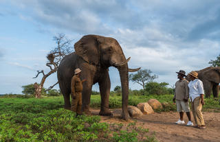 Elephant Experience