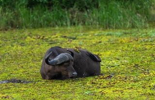 Wild Life