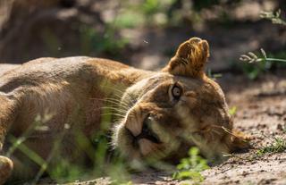 Wild Life