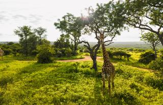 Wild Life
