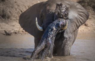 Jabulani Safari Elephants