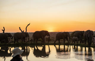 Elephant sunset