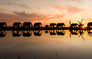 Elephant Sunset