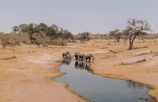 Elephants at Savute Watering Hole