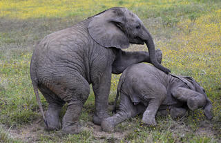 Addo NP 