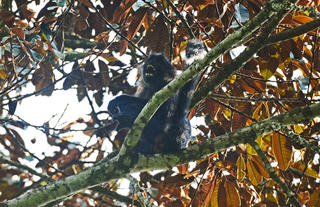 Uganda Mangabey