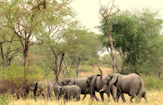 The Elusive Forest Elephants at Semliki