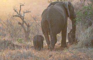 The Big 5 - Elephants