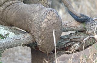 The Big 5 - Elephant