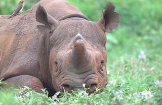 The Big Five - Black Rhino