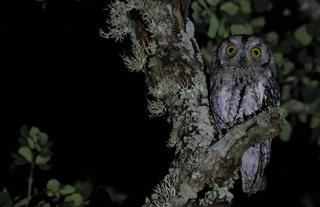 African Scops Owl