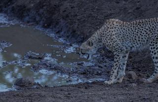 Cheetah