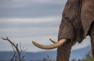 Big 5 - Elephant