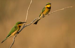 Birdlife