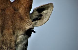 Wildlife