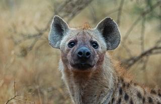 Wildlife