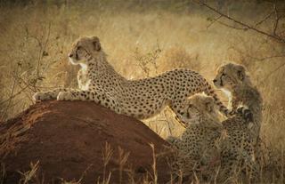 Wildlife