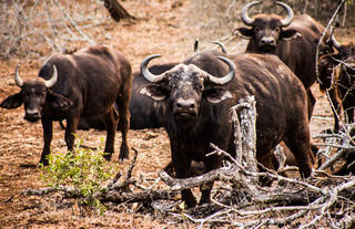 Big 5 - Buffalo